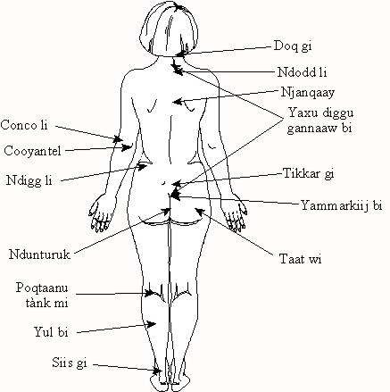 Wolof terms trunk back view