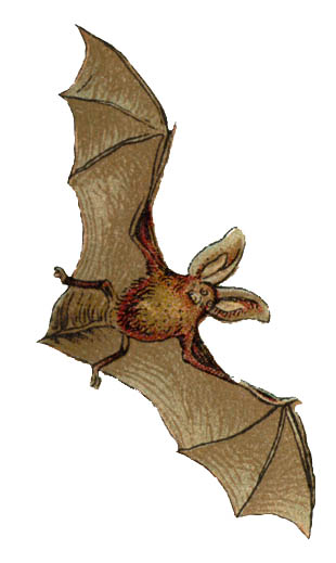 Bat picture