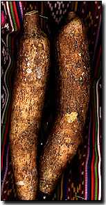 Cassava root