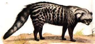 civet picture