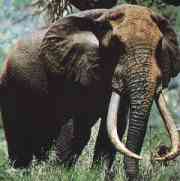 elephant picture