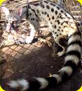 genet picture