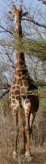 giraffe picture