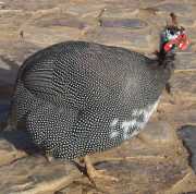 Guinea fowl picture