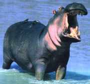 hippo picture