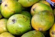 mangoes