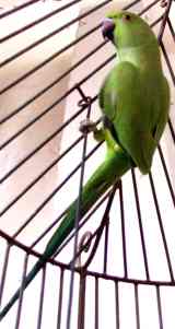 Parrot picture