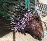 porcupine picture