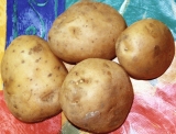 potato picture