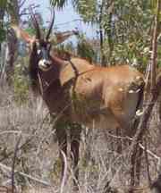 antelope picture