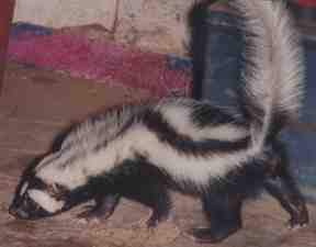 skunk picture