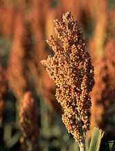 sorghum picture