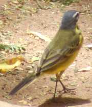 Wagtail picture