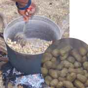 peanuts roasted in the shell